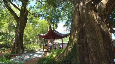 江浙孩子认古树当“干爹”:一棵老树凭啥能护佑娃娃长大?