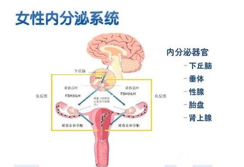 “枭神夺食”竟是内分泌失调的隐形推手？