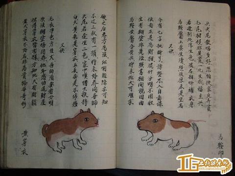 八字命理中“养狗补土”的可行性研究