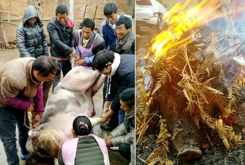 彝族十月年杀猪看苦胆:一场藏在猪胆里的”新年密码”