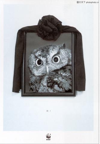 夜啼的”报丧鸟”:猫头鹰叫声为何成了死亡的”暗号”?