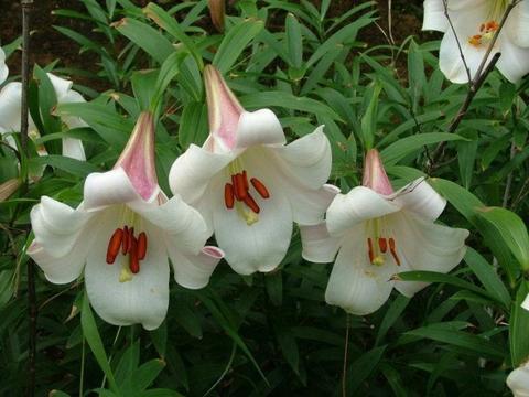 原来百合不只是花！揭秘”姻缘和合”供百合的千年密码