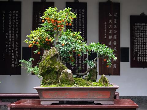 土虚盆景选择原则：五行相生助运的命理智慧