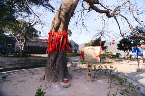 江浙孩子认古树当“干爹”:一棵老树凭啥能护佑娃娃长大?