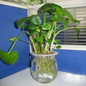 水缺通过水培植物补益？八字命理中的神奇补水之道