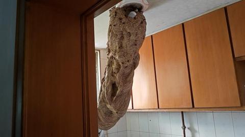 宿迁厨房惊现冰雕状巨型蜂窝!风水师揭秘:厨房藏蜂背后的吉凶玄机