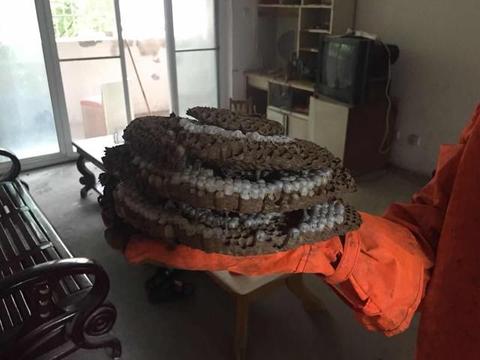 江苏宿迁居民厨房吊顶现巨型蜂窝 屋主以风水视角保留自然奇观