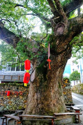 江浙孩子认古树当“干爹”:一棵老树凭啥能护佑娃娃长大?